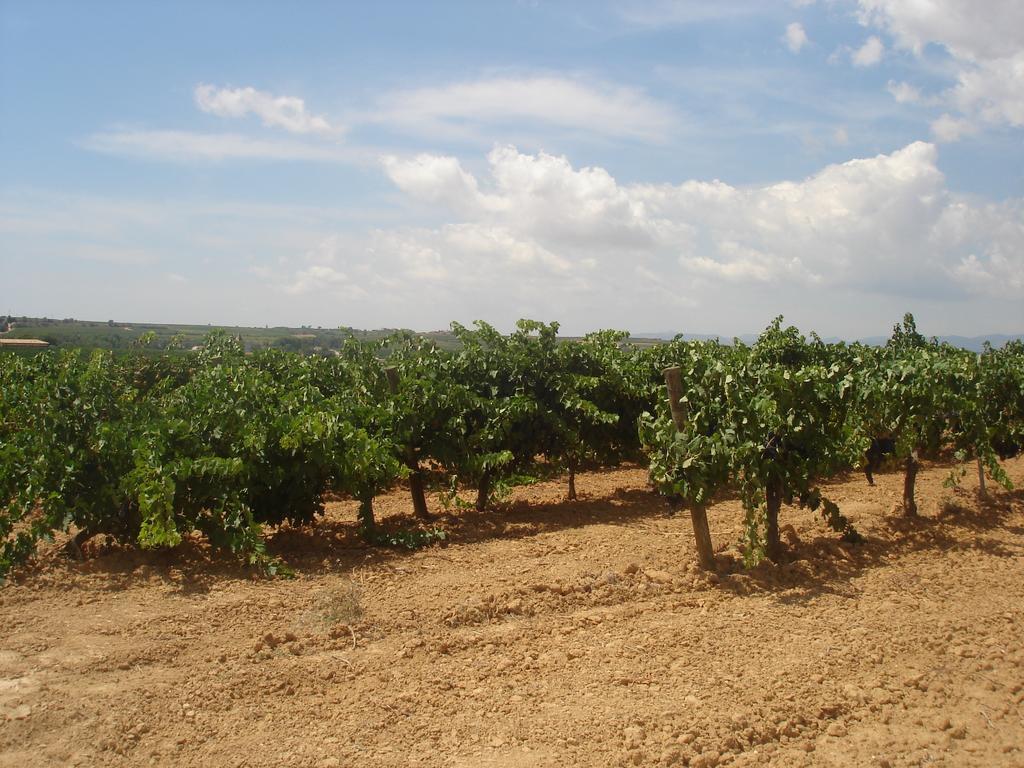 Agroturisme Cal Jeroni Avinyonet del Penedes Exteriör bild